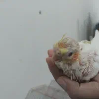 عروس جوجه