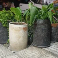 گلدان بزرگ اپارتمانی