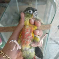 گیرینچیک سرلاکی سالم و سرحال
