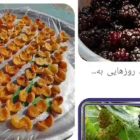 کشته توت .زردالو .وشاه توت