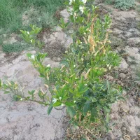 نهال پرتقال