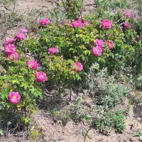 گل محندی اصل وناب وبا کیفیت  وعطرو بوی واقعی
