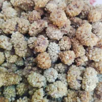 توت خشک سفید ۱۰۰کیلو