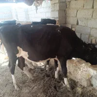 5تاگوساله نر