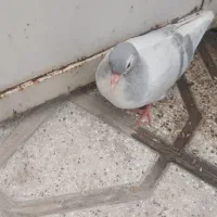 جوجه کفتر