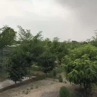 باغ-میوه-5-جریب-سند-تک-برگ-دو-کله-معاوضه