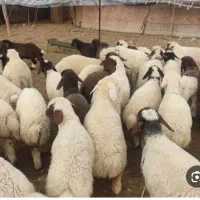 گوسفند مهربانی زنده قلم آبی