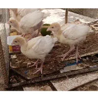 فروش جوجه بوقلمون گوشتی بیوتی