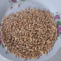 گندم درجه ۱|عمده‌فروشی|بجنورد, |دیوار