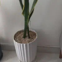 گل با گلدون