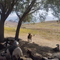 کره خر نر