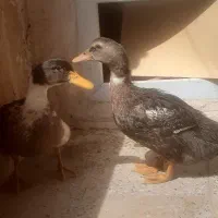 مرغ وخروس واردک جوان وسرحال
