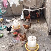 مرغوخروس