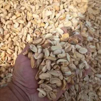 پوست پسته خرید فروش