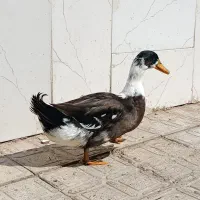اردک