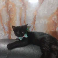 گربه