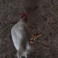 خروس اردک وجوجه لری