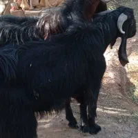 گوسفندنرفروشی