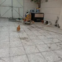 جوجه