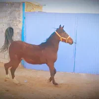 مادیون بفروشی قیمت زیر قیمت