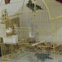طوطی برزیلی