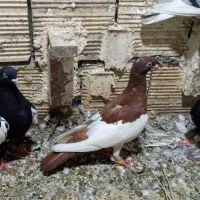 ۳عدد کبوتر