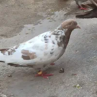 کبوتر خوب