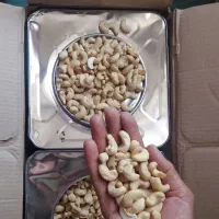 بادام هندی