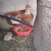 بوقلمون بوربون ماده