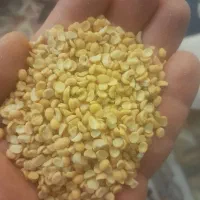 حبوبات|خوردنی و آشامیدنی|شیراز, شهرک مهرگان|دیوار