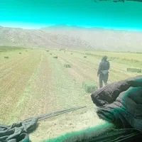 خرید و فروش علوفه