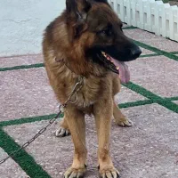 سگ ژرمن نر