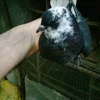 یه جفت جوجه دورقمی تضمینی