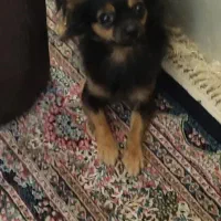 سگ.