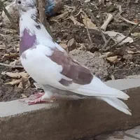 فروش کبوتر نر