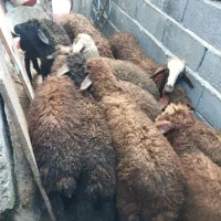 10عدد بره