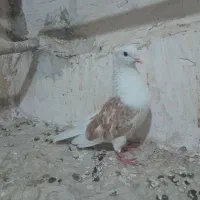 کفتر