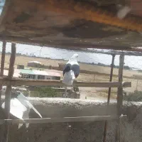 کبوتر|پرنده|محمدیه-قزوین, |دیوار