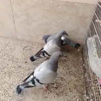 کبوتر