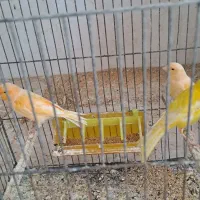 تعداد ۱۰قناری نر ماده