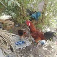 خروس چابهاری....
