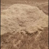 کاه|لوازم جانبی حیوانات|دهلران, |دیوار