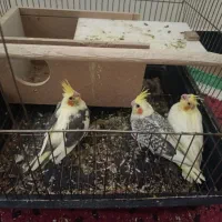 جوجه عروس هلندی
