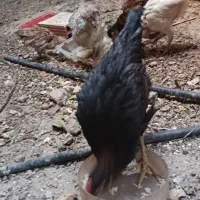 جوجه محلی