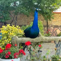طاووس|پرنده|صوفیان, |دیوار