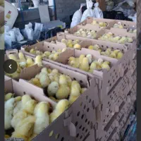 جوجه راس فروشی