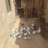 کفتر پاکستانی چهل عدد