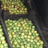 فروش آلوچه و گوجه سبز  ارگانیک محلی تازه