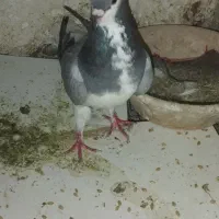 کبوتر شهری سبز