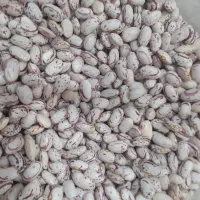 لوبیا چیتی تازه